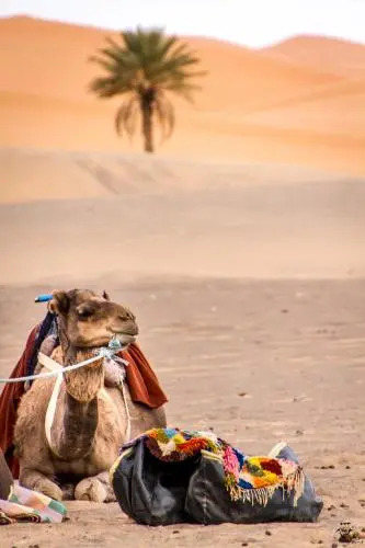Riad Amar