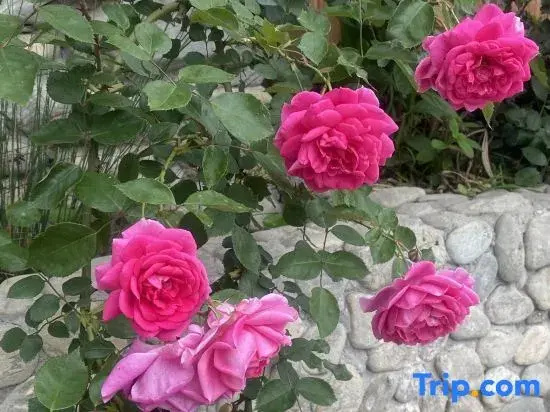 Yueziju Homestay