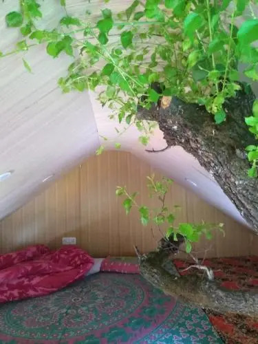 Jalpa Camp Kasol