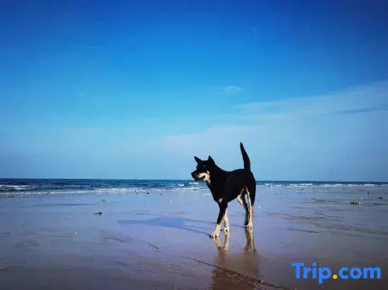 There are three Moroccan Boutique Holiday Homestays in Beicheng