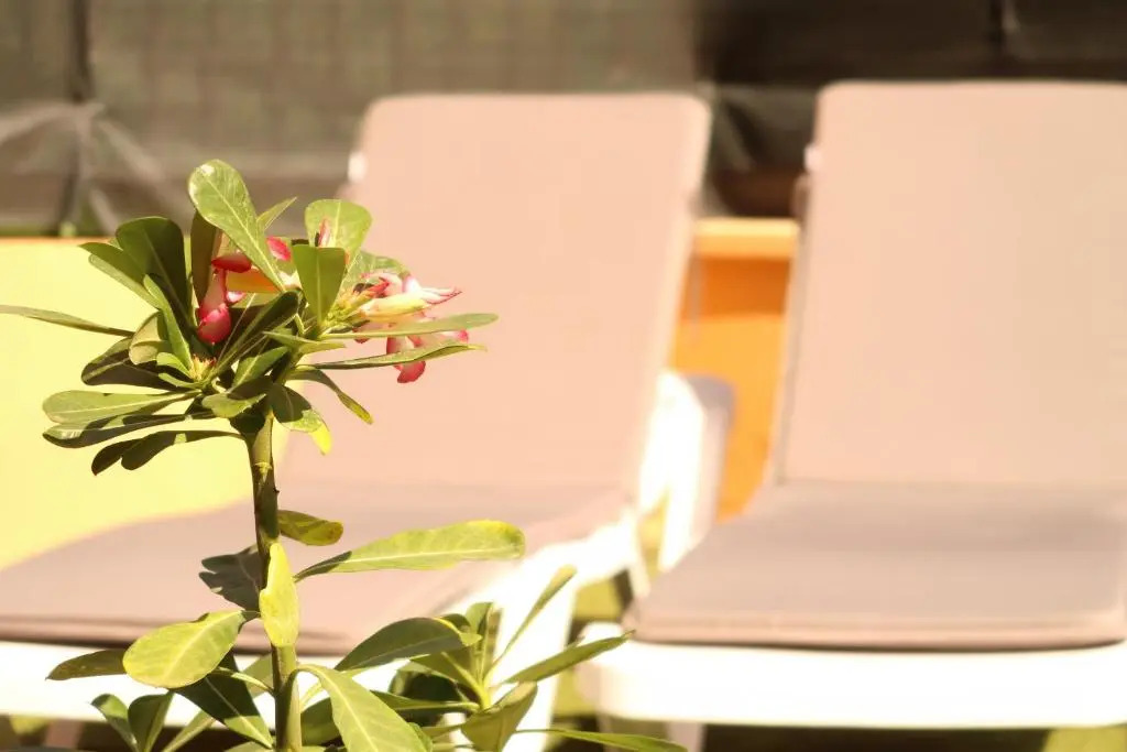 Spacious apartment with large garden in Palm Mar