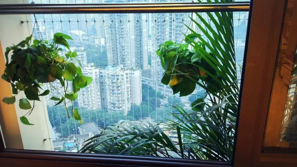 chongqing yue birds hotel