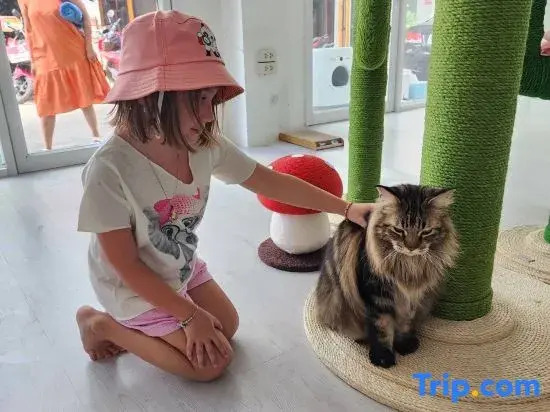 Meow Cat Cafe & Hotel