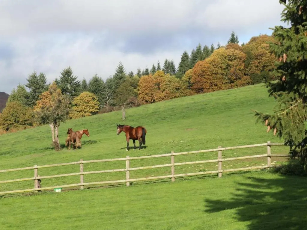Maison dans la forêt dÉcouves avec WIFI et animaux acceptés - FR-1-497-111