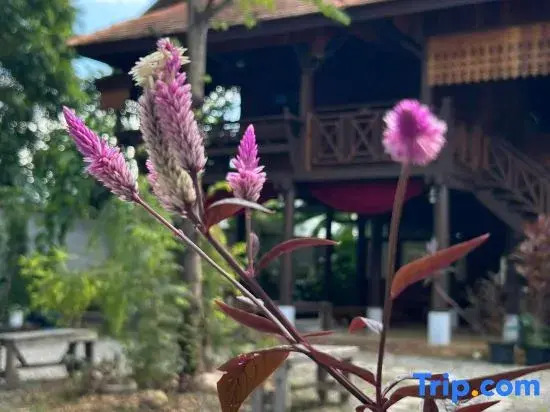 Lanna Localstay