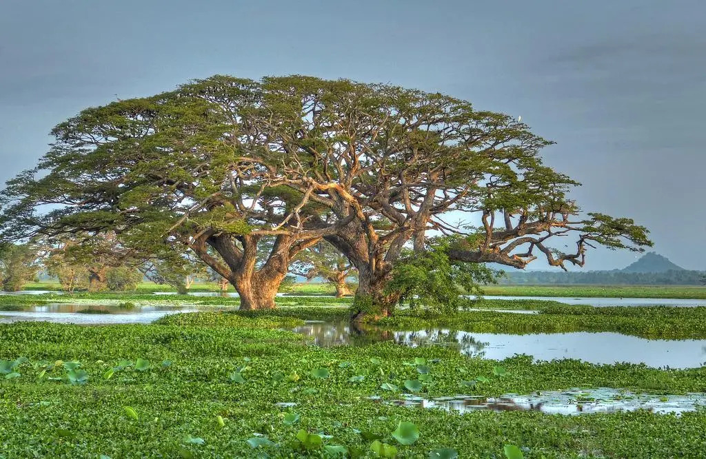 Rain Tree by Oak Ray