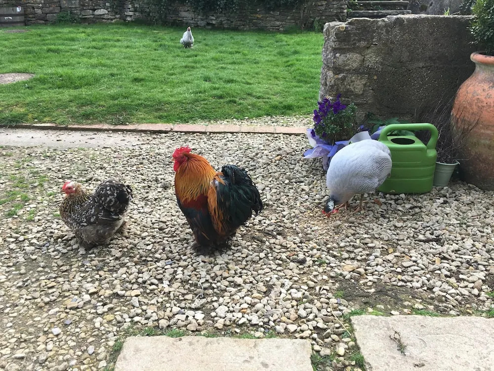 Woodcock Farm