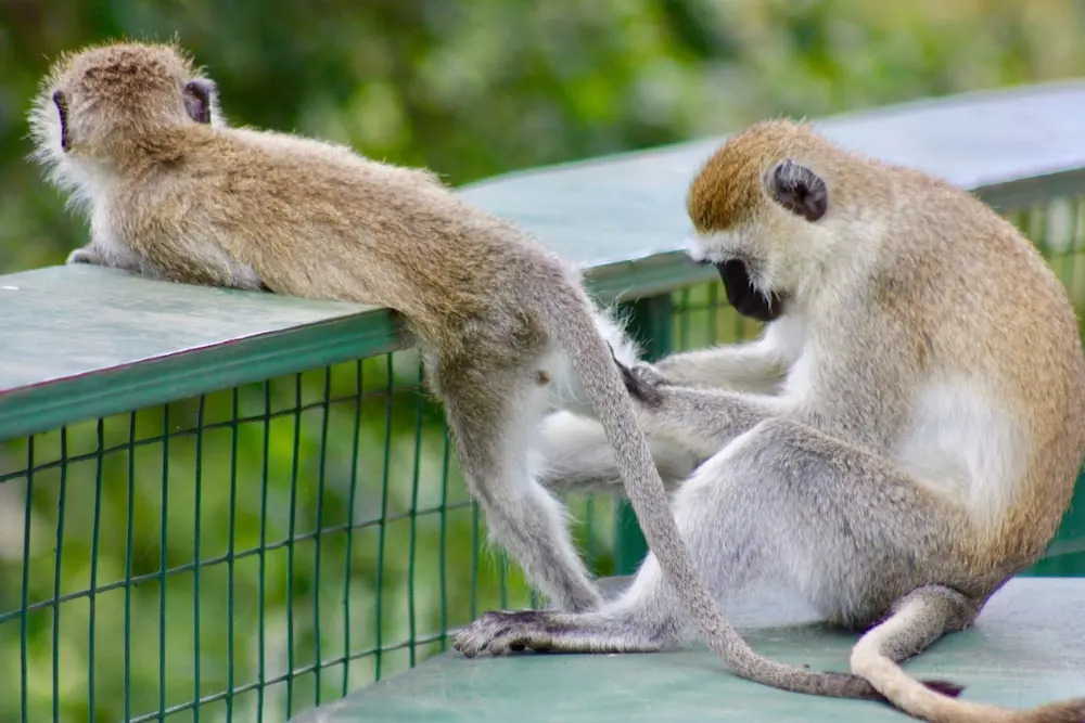 Vijiji Center Lodge and Safari