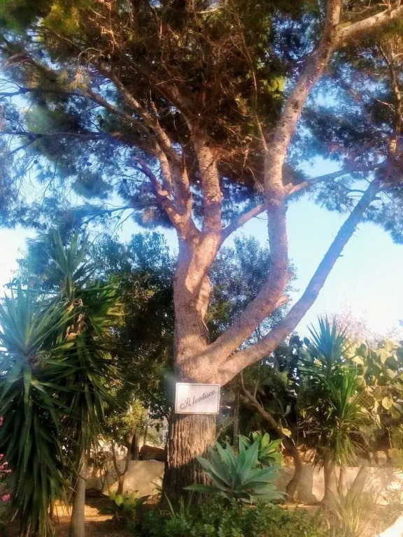 Il Lentisco