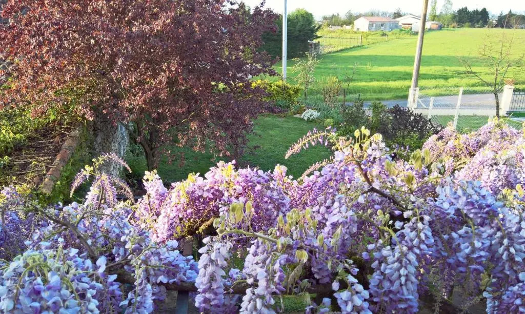 Les Glycines Bed & Breakfast