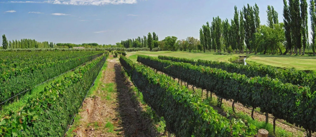 Algodon Wine Estates & Champions Club