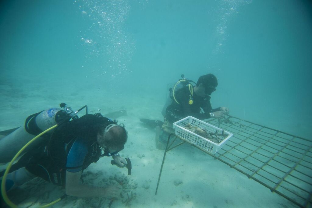 Спа-курорт Taj Coral Reef