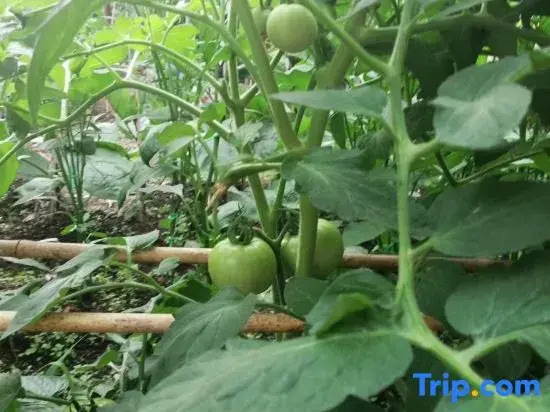 Shangbaiying  B&B