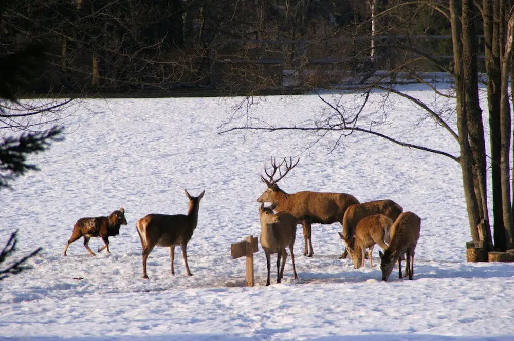 Schones Ferienhaus Direkt am Schwarzwildgehege