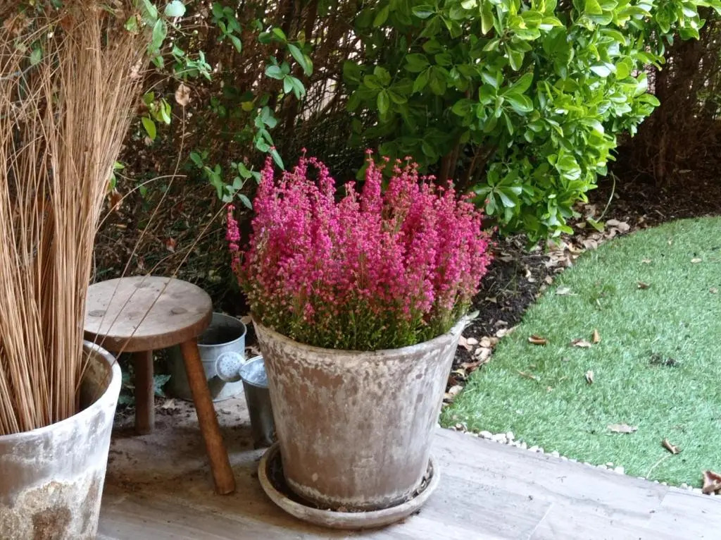 Homestay B&B LA BRUYERE chez l'habitant