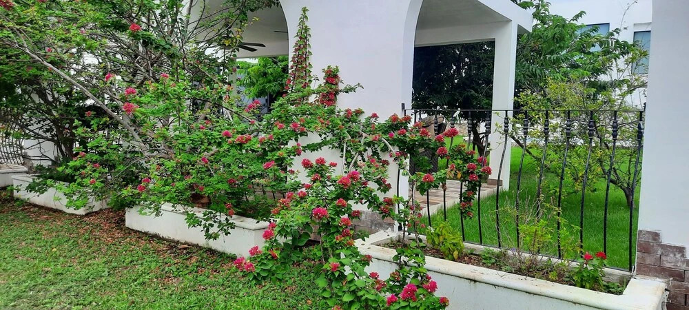 Mayakoba Gardens
