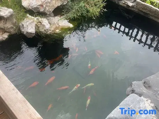 Qinghuan Courtyard Homestay