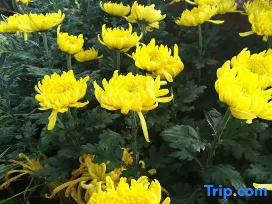 Yiyuan Snow Mountain View Historical Naxi House - Lijiang Old Town Mufu Branch - English service and tour arrangement