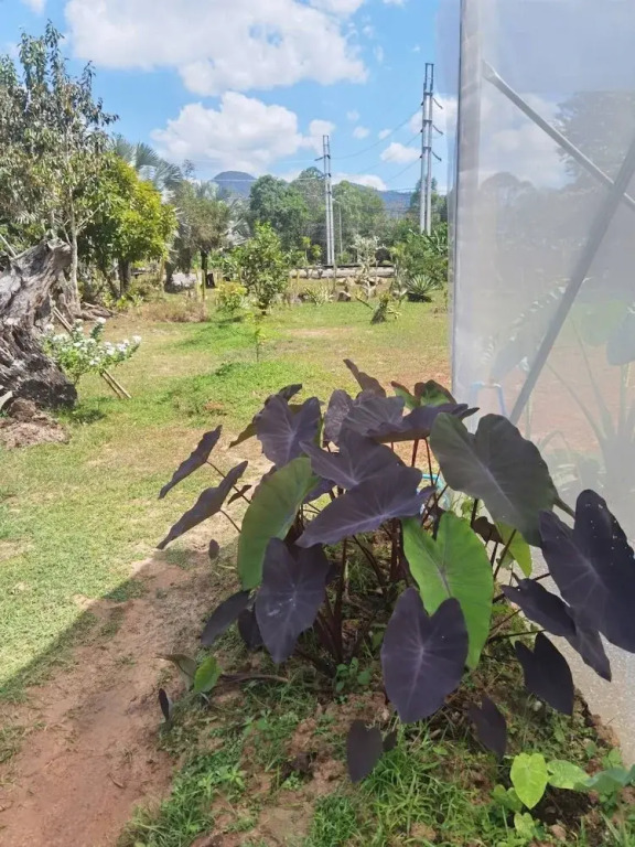 Wangnamkhao Resort