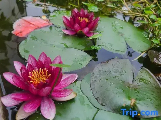Shiguang Bieyuan Homestay