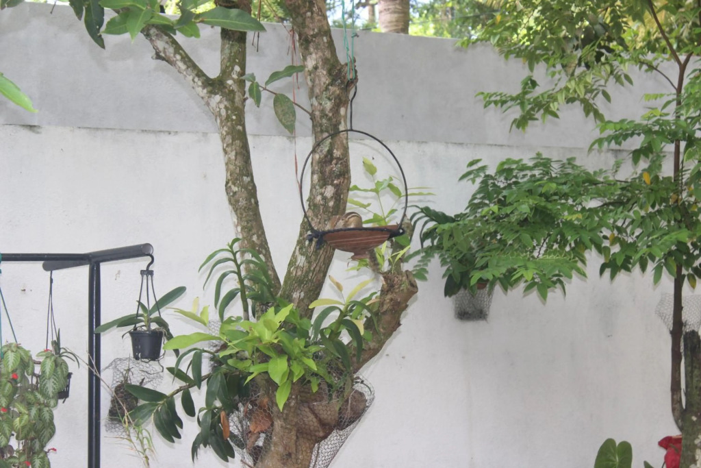 Palm Garden Guest House