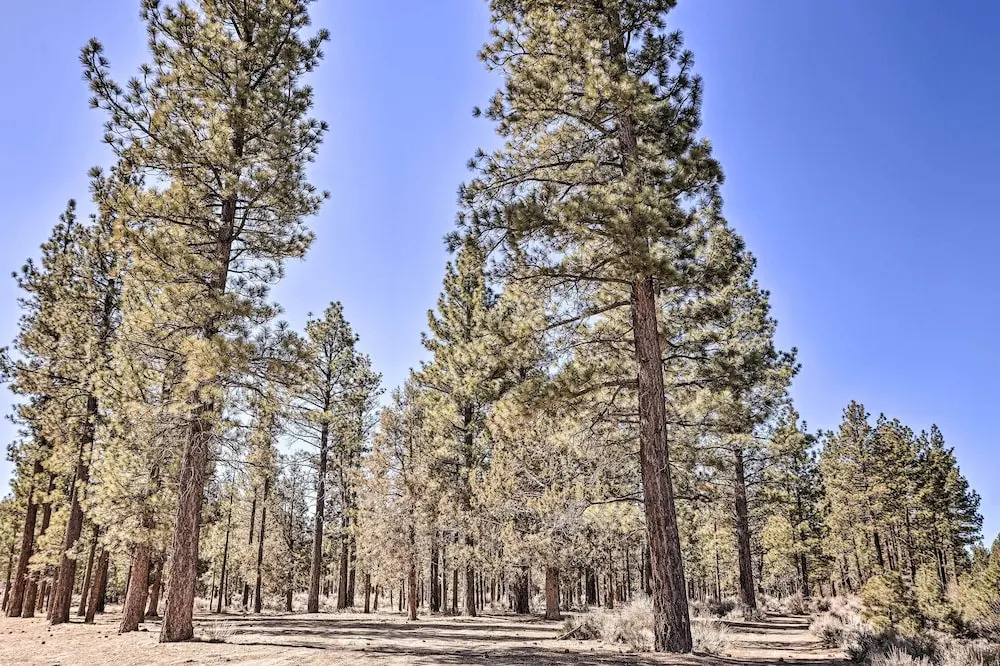 Peaceful Cozy Cabin ~ 3 Mi to Big Bear Lake!