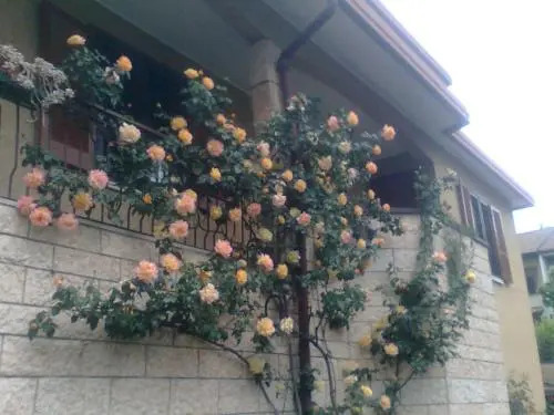 Le Magnolie B&B - MM2 Bussero - Milano Cortina