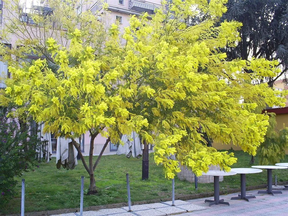 Pisani Hotel