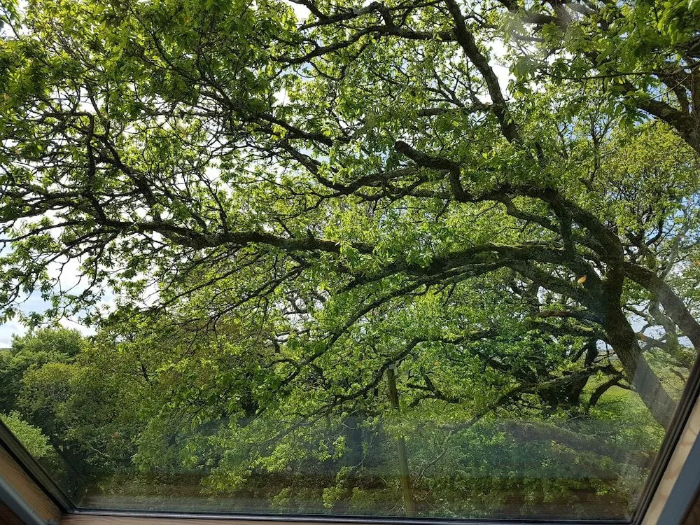 Meadow Oak