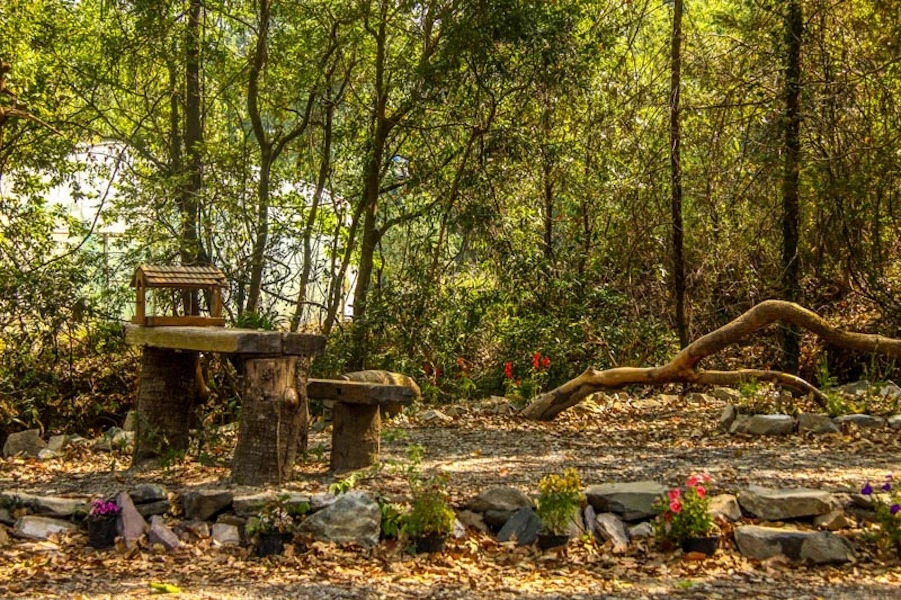The Camphor Tree - Pura Stays