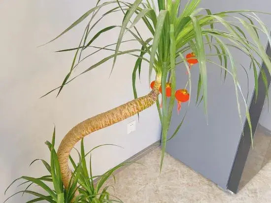 Yuanxu Homestay (Lingang Dishuihu Branch)