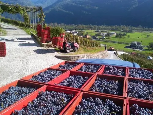 Agriturismo Coltiviamo Sogni Berry & Wine B&B