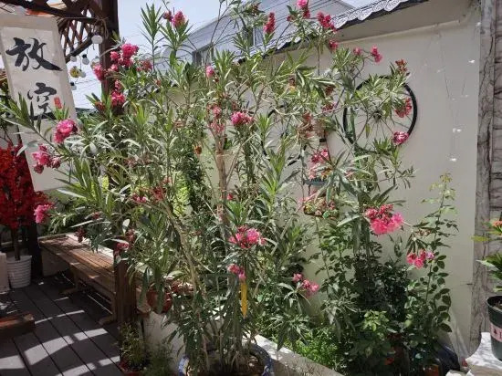 Yining Muzi Family Homestay
