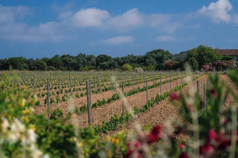 Mediterranean Villa- 6bd/12p-south of Saint-tropez
