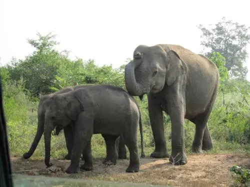 Tusker Safari Bungalow