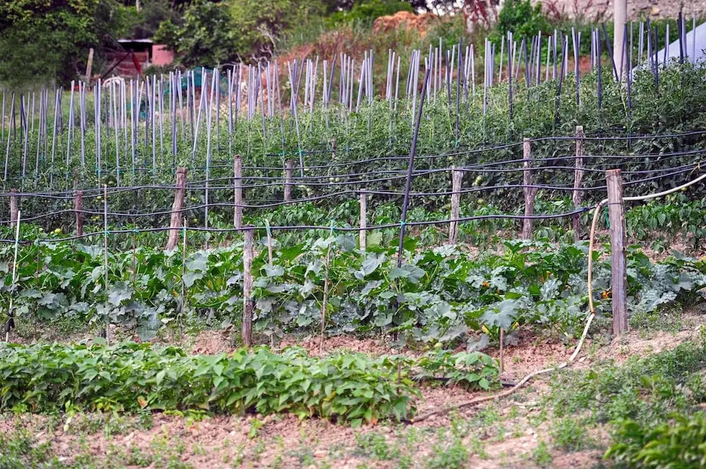 Fattoria la Cona