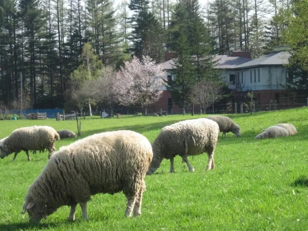 Yorkshire Farm