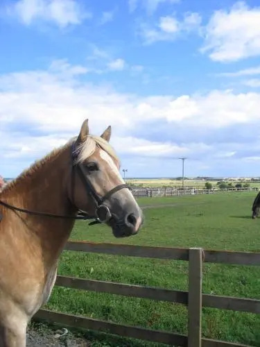 The Stables