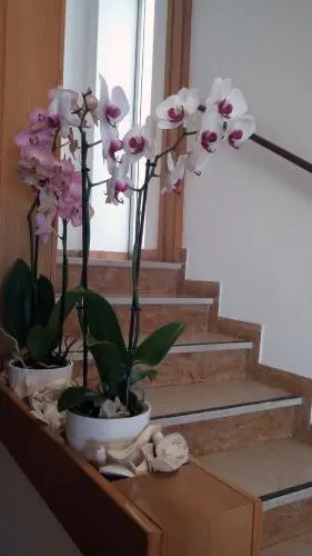 Hotel Rosalba