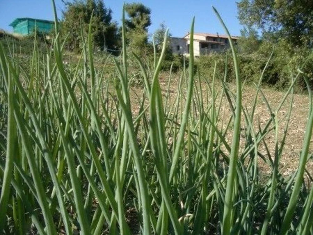 Poggio a Poppi