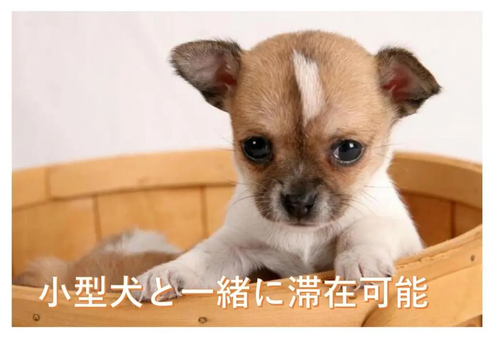 小型犬と滞在可能な4LDKtipeアパートメント貸切1室限定2022年4月完成