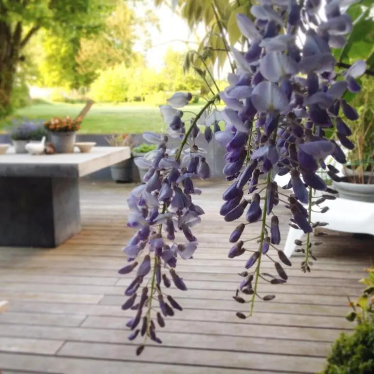 Wisteria Guest House