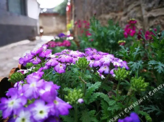 Yangjinma Manor Guesthouse