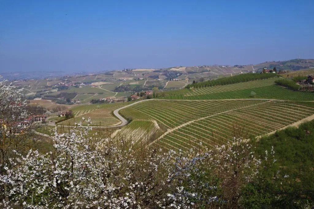 Il Caprifoglio Neviglie