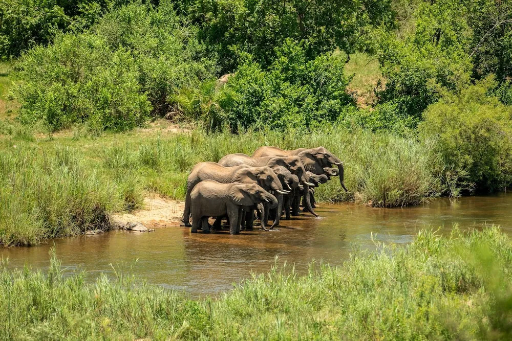 Leopard Sands, Kruger Park