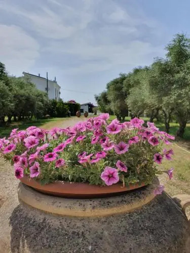 Casapanetta