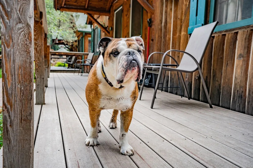 Colorado Bear Creek Cabins