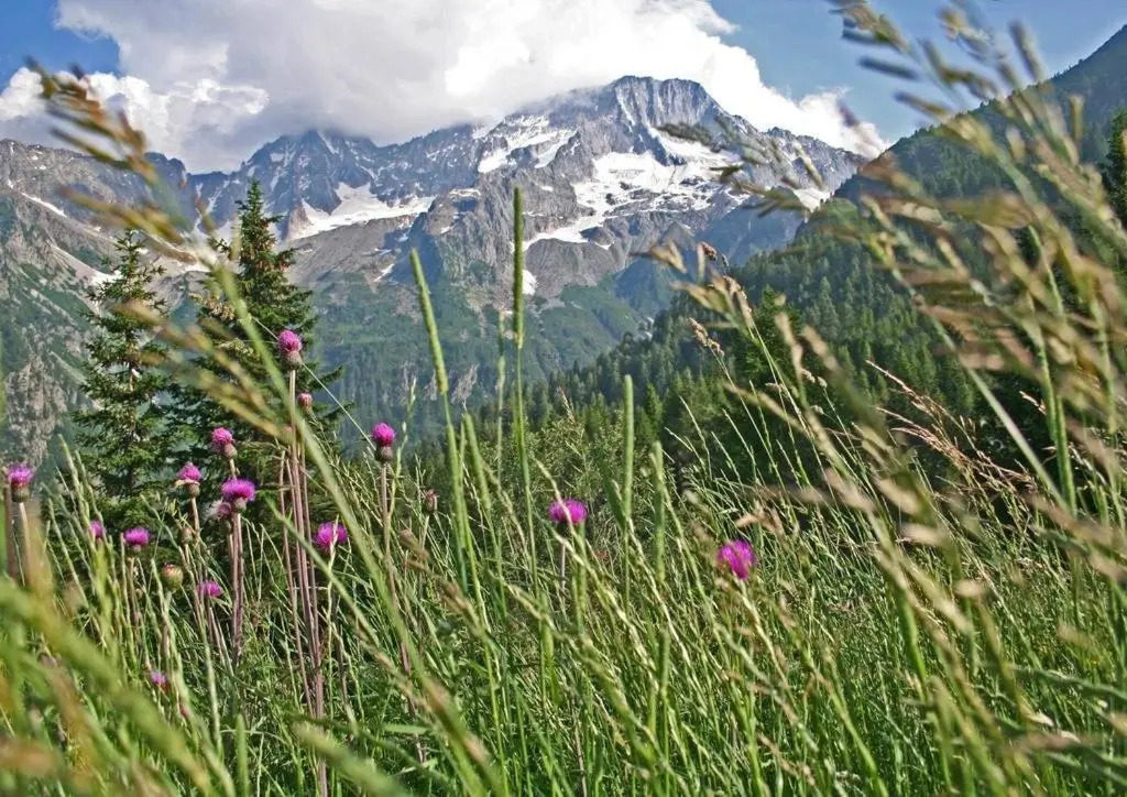 Ski&Bike Apartment Passo Tonale