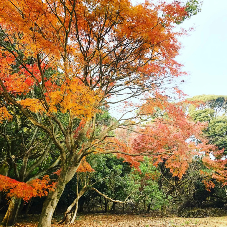 Sumotoya
