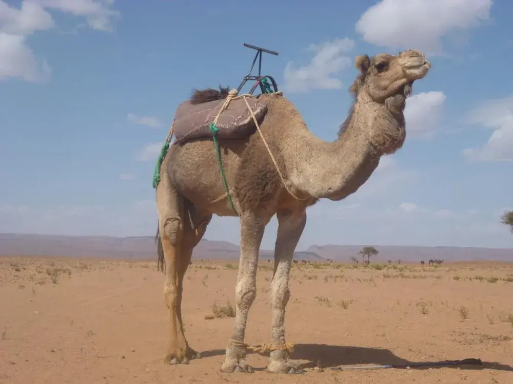 Kasbah du Bout du Monde